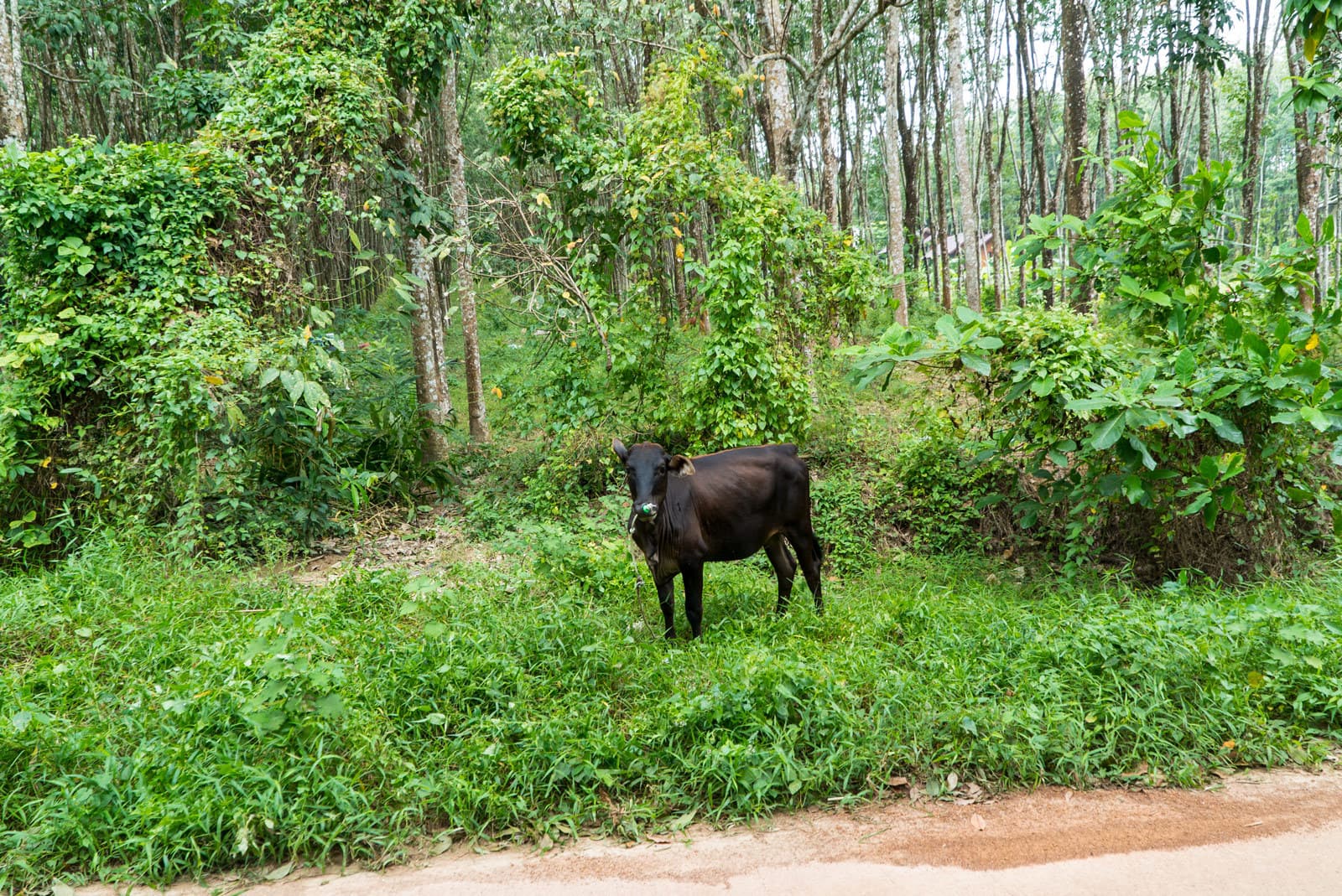 Kühe am Straßenrand auf Ko Yao Noi
