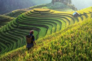Asia Vietnam Rice Terrace Hmong